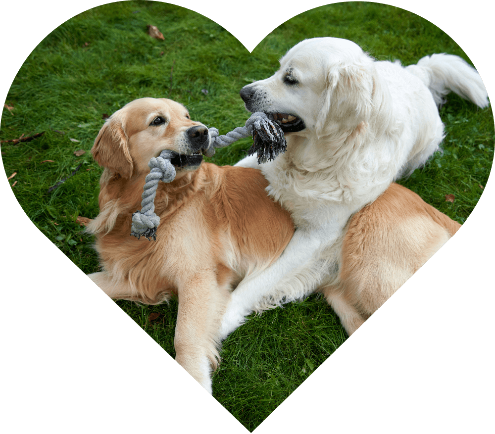 Happy dogs (golden retrievers) playing in a tug of war, capturing the fun, exercise, and mental stimulation of Walks & Wags Co.' tailored dog walks.