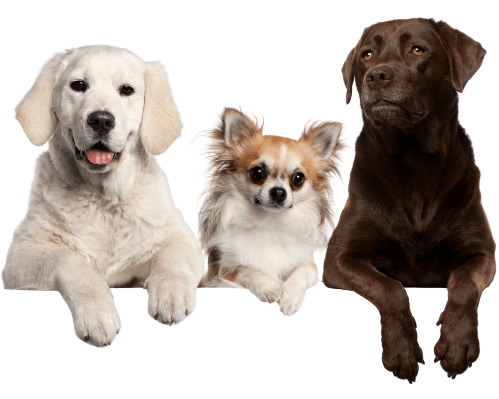 Happy group of dogs walking together, ready to enjoy a fun and social adventure in parks, fields, and woodlands.
