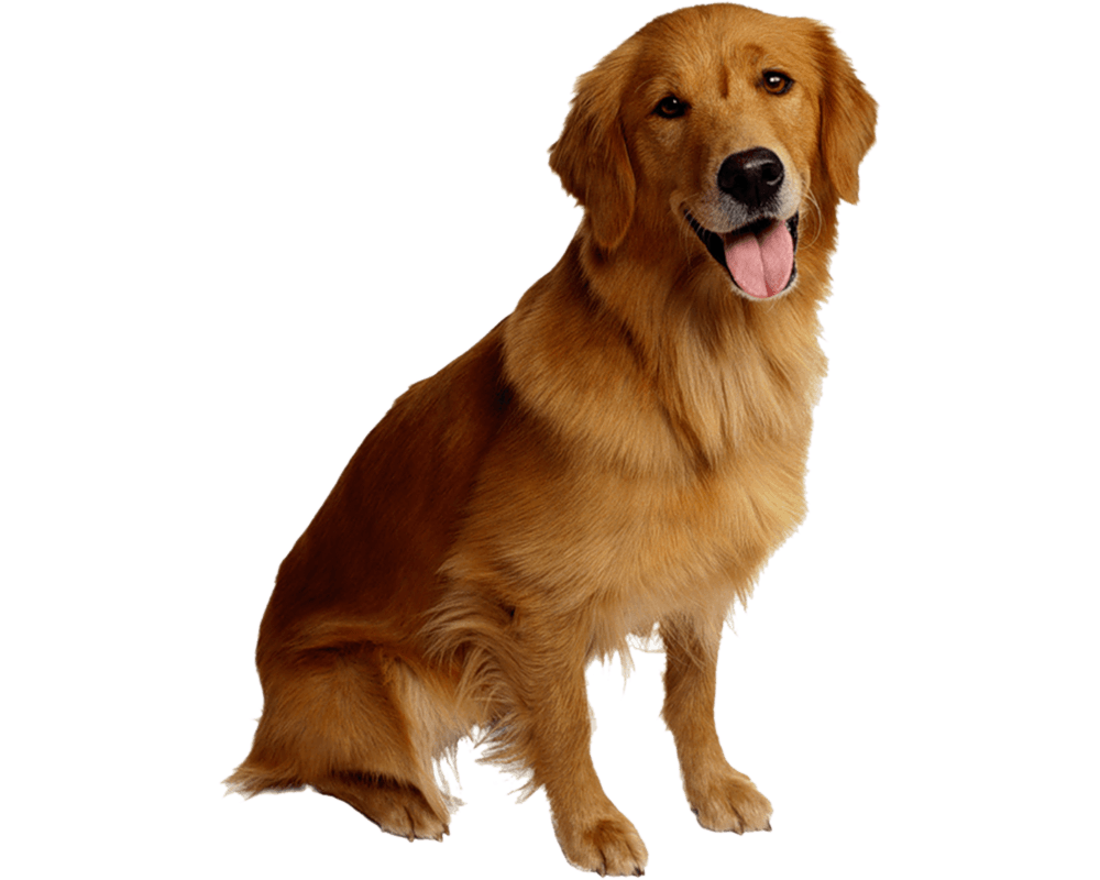 Golden Retriever standing upright, ready for a peaceful solo walk in nature—perfect for gentle exercise and mental stimulation.