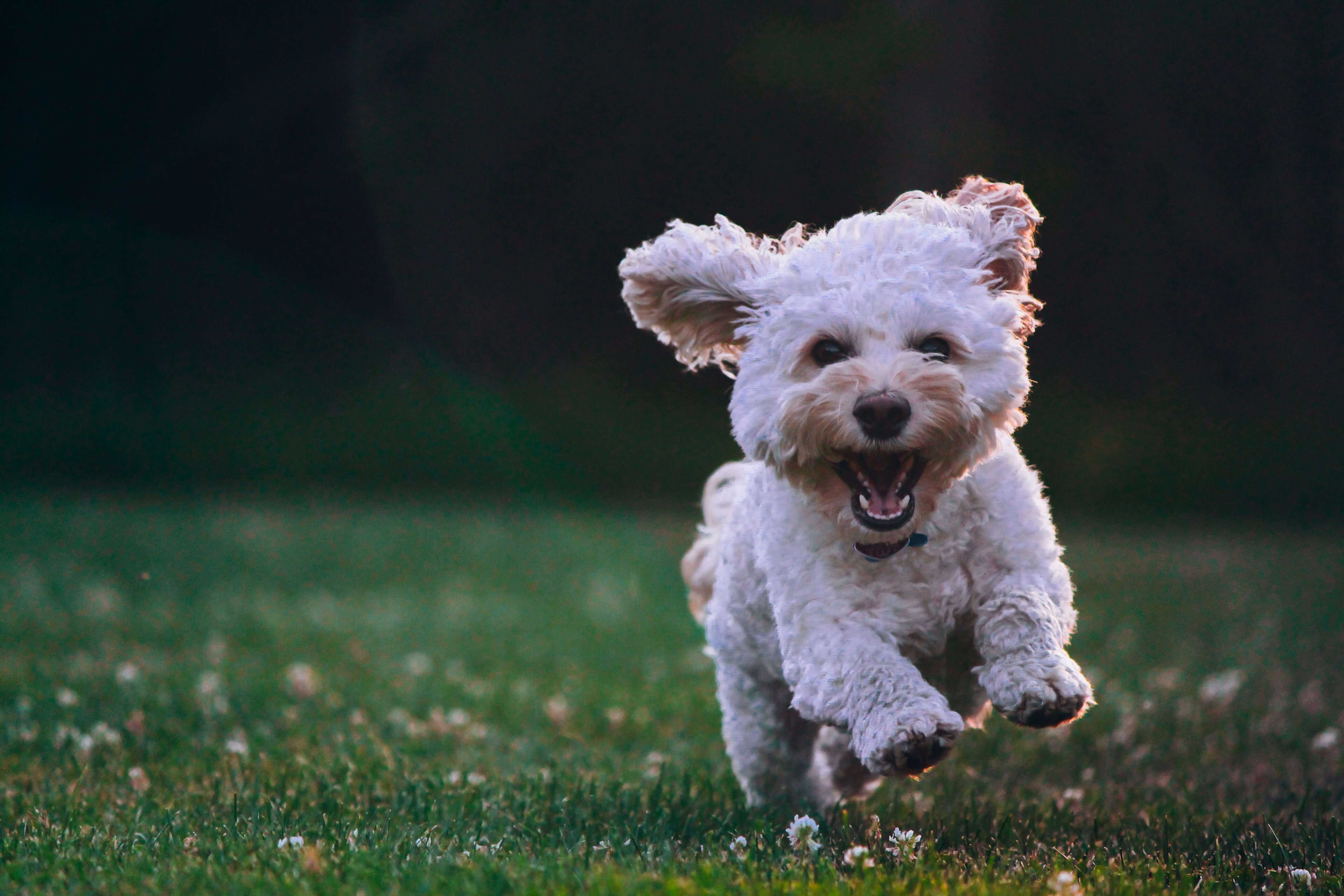 Happy dog in the forest